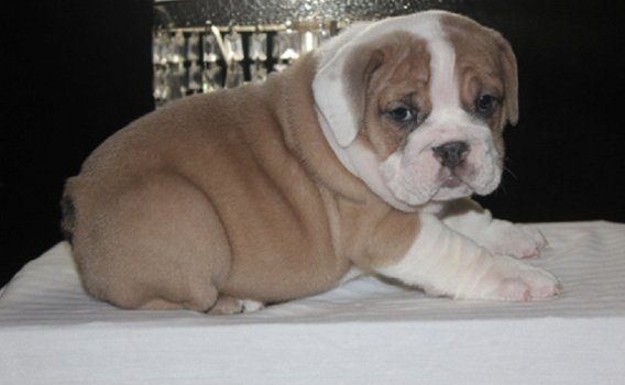 Beschikbare Engelse Bulldog-puppy's ter adoptie - 1