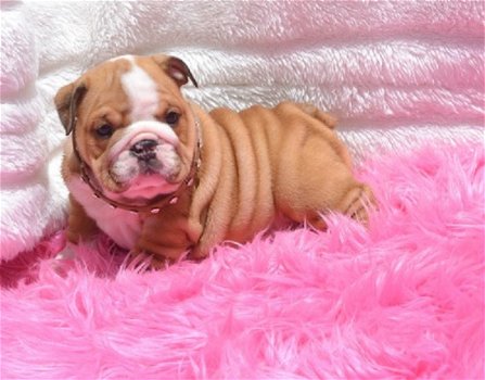 Beschikbare Engelse Bulldog-puppy's ter adoptie - 3