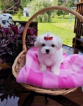 Leuke mannelijke en vrouwelijke Maltese puppy ' s - 4