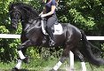 INGESCHREVEN FRIESE SPORT PAARD - 1 - Thumbnail