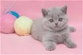 Absoluut verbluffende Britse kittens met kort haar en ui.. Absoluut verbluffende britse kittens met - 1 - Thumbnail