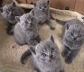 Prachtige Britse korthaar kittens - 1 - Thumbnail