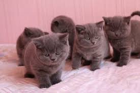 Britse shorthaire kittens - 1