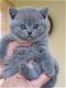 Mooie Britse kort haar Kittens - 1 - Thumbnail