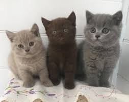 Blauwe Britse korthaar kittens - 1