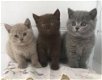Blauwe Britse korthaar kittens - 1 - Thumbnail