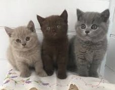 Blauwe Britse korthaar kittens