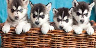 Siberische Husky-puppy's - 1