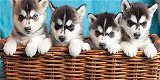 Siberische Husky-puppy's - 1 - Thumbnail