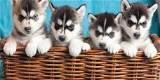 Siberische Husky-puppy's