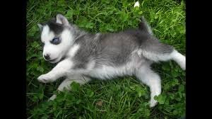 Mooie mannelijke en vrouwelijke Siberische Husky-puppy - 1