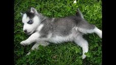 Mooie mannelijke en vrouwelijke Siberische Husky-puppy