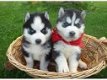 ? Sweet Siberian Husky Puppies te koop - 1 - Thumbnail