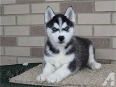 ? pure ras Siberische husky