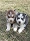 ? 2 Siberische Husky-puppy's beschikbaar - 1 - Thumbnail