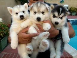 Siberische husky pups te koop - 1