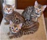 Super Bengaalse kittens hebben een thuis nodig - 1 - Thumbnail