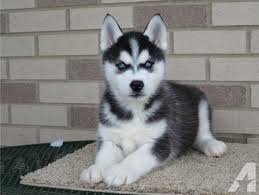 Husky puppies te koop - 1