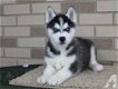 Husky puppies te koop - 1 - Thumbnail