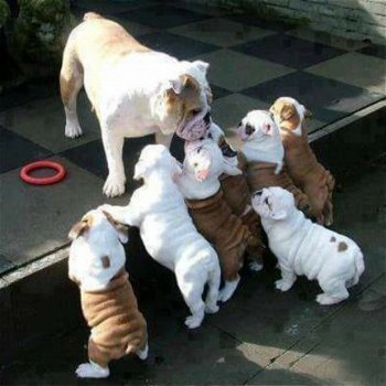 Engelse bulldog puppy's voor adoptie - 1