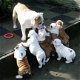 Engelse bulldog puppy's voor adoptie - 1 - Thumbnail