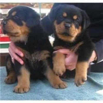 rottweiler puppy's - 1