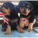 rottweiler puppy's - 1 - Thumbnail