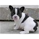 franse bulldog pups voor adoptie - 1 - Thumbnail