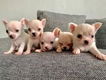 ? Schattige Chihuahua Pups Beschikbaar. - 1 - Thumbnail