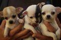 Theekopje Chihuahua Puppies ter adoptie - 1 - Thumbnail