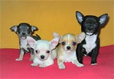 Chihuahua-puppy klaar voor mooie familie