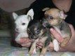 Prachtige lieve fawn langharige chihuahua pupjes - 1 - Thumbnail