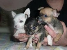 Prachtige lieve fawn langharige chihuahua pupjes