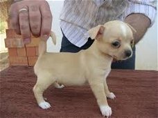 Mooi Chihuahuapuppy S Te Koop