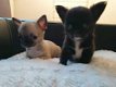 Prachtige lieve fawn langharige chihuahua pupjes - 1 - Thumbnail