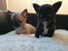 Prachtige lieve fawn langharige chihuahua pupjes