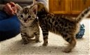 Bengaalse kittens beschikbaar'' - 1 - Thumbnail