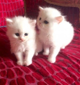 schattig Perzisch katje voor goedkeuring - 1