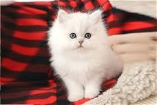 mannelijke en vrouwelijke Perzische kittens voor adoptie