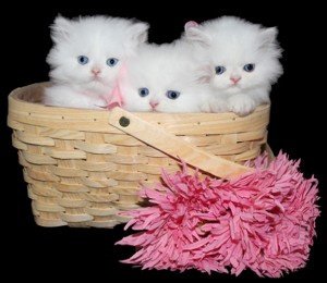 gezonde Perzische kittenss - 1