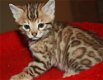 mannelijke en vrouwelijke Bengaalse kittens voor adoptie - 1 - Thumbnail