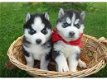 Siberische husky pup - 1 - Thumbnail