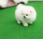 Pommeren pup voor een goede thuis - 1 - Thumbnail