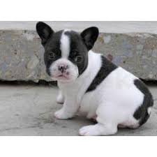 franse bulldog puppies poor adoptie - 1
