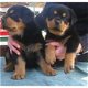 rottwelier pups - 1 - Thumbnail