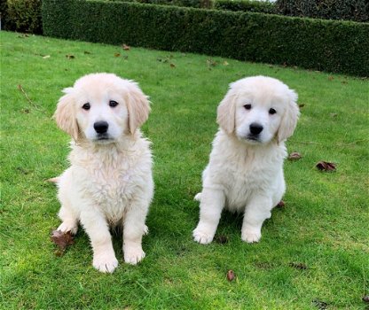 Golden retriever pups met ouders te zien - 1