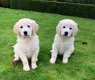 Golden retriever pups met ouders te zien - 1 - Thumbnail