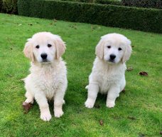 Golden retriever pups met ouders te zien