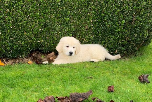Golden retriever pups met ouders te zien - 2