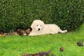 Golden retriever pups met ouders te zien - 2 - Thumbnail